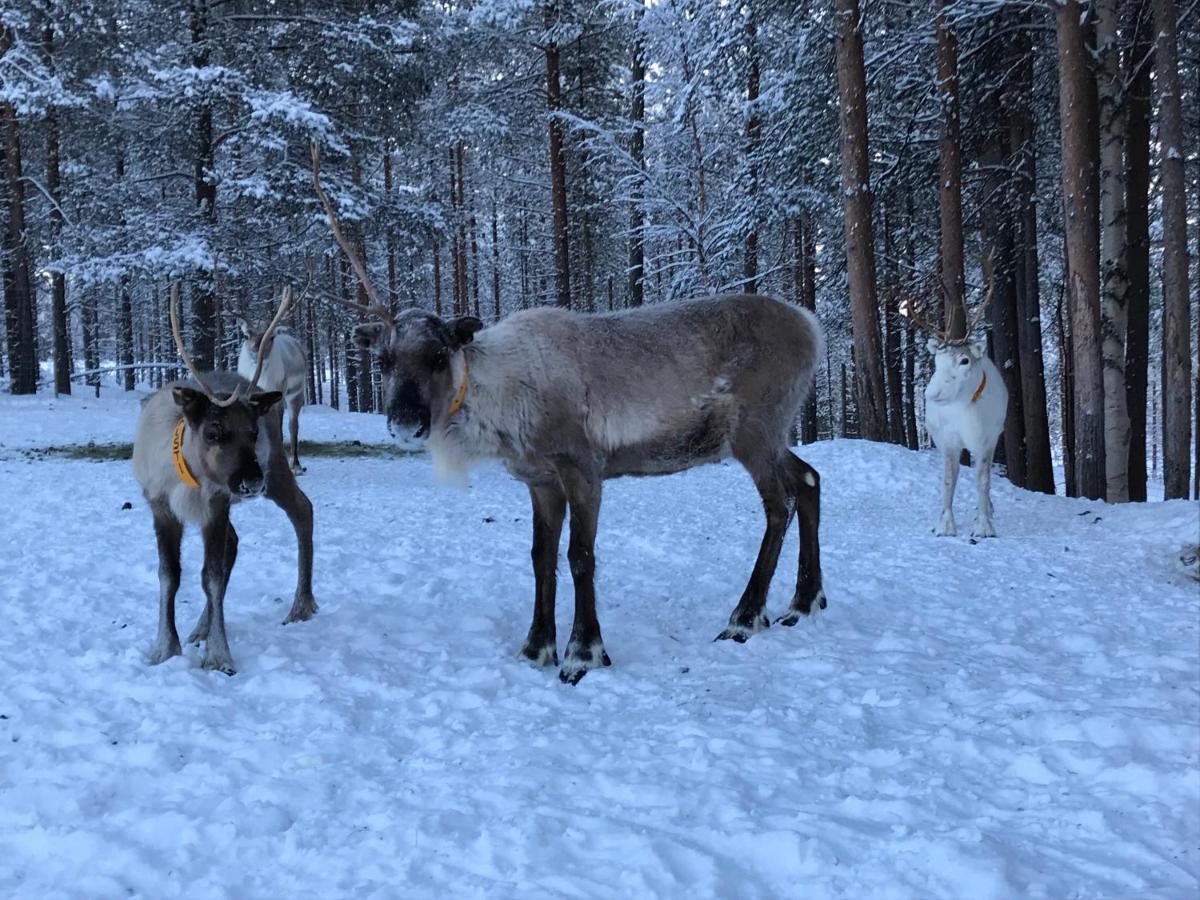 Soppela Retreat At The Arctic Circle Apartment Kemijarvi Luaran gambar